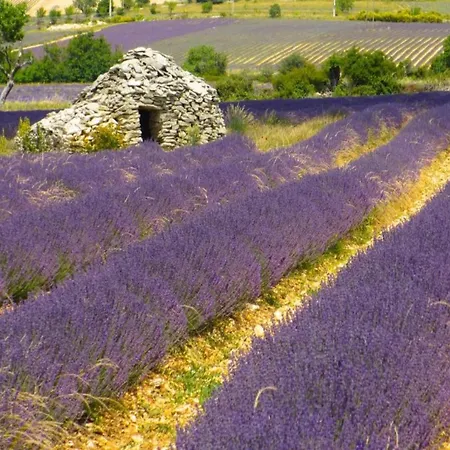 In Montbrun Les Bains Near Forest *